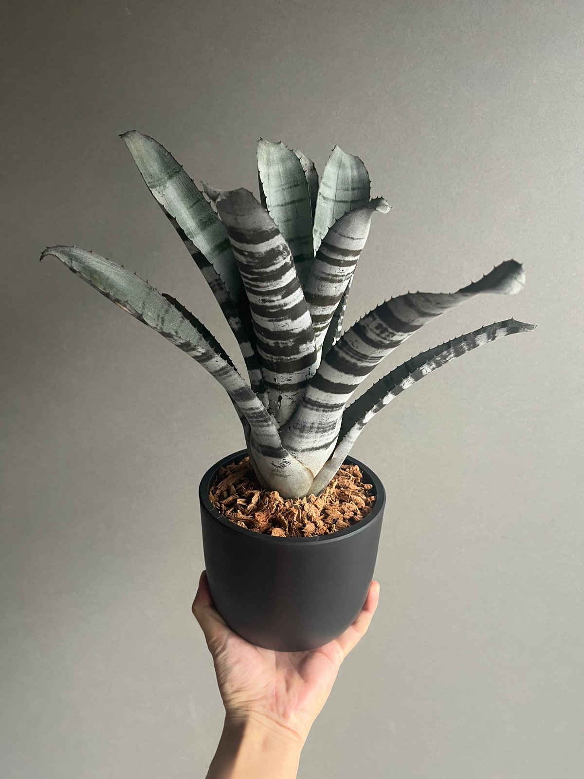 エクメア チャンティニー ブラック セレクト 「Aechmea chantinii Black