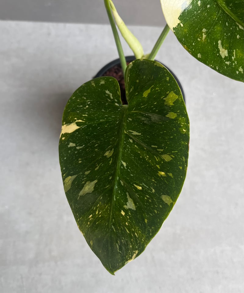 モンステラ デリシオーサ カップケーキ 「Monstera deliciosa モンステラ デリシオーサ カップケーキ 「Monstera deliciosa