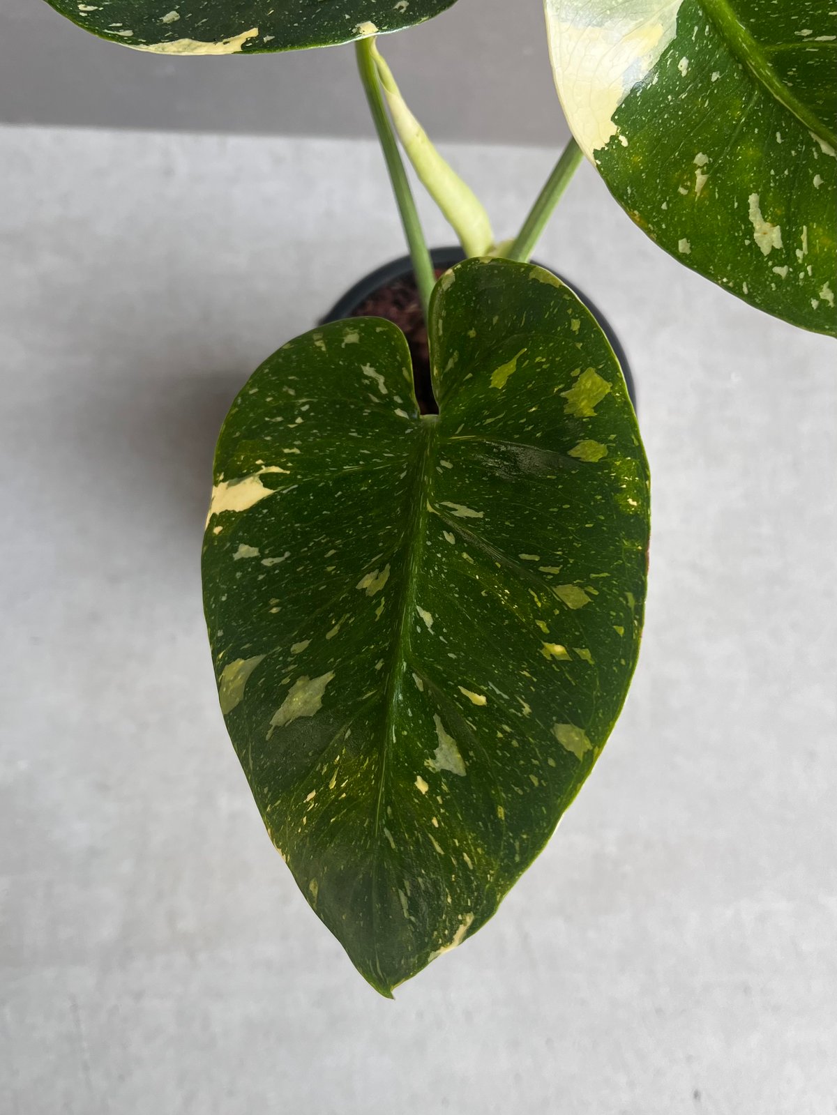 モンステラ•デリシオーサ カップケーキ ハート型葉付き モンステラ