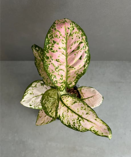 CATEGORY アグラオネマ | SHOUCHIKUEN