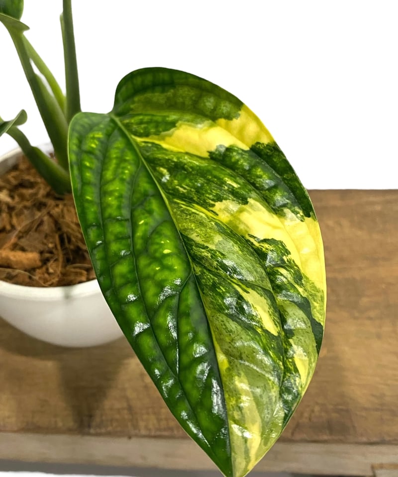 モンステラ カルステニアナム (ペルー) 斑入 「Monstera Karstenianum