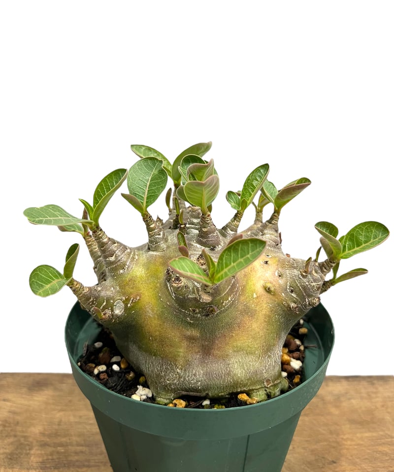 アデニウム アラビカム スーパー ドワーフ タイプ 「Adenium arabicum