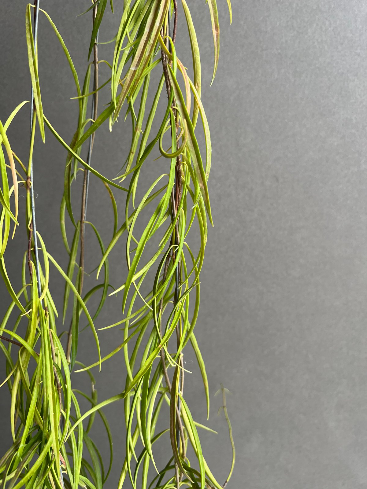 ホヤ ステノフィラ 」Hoya stemophylla」73M | SHOUCHIKUEN