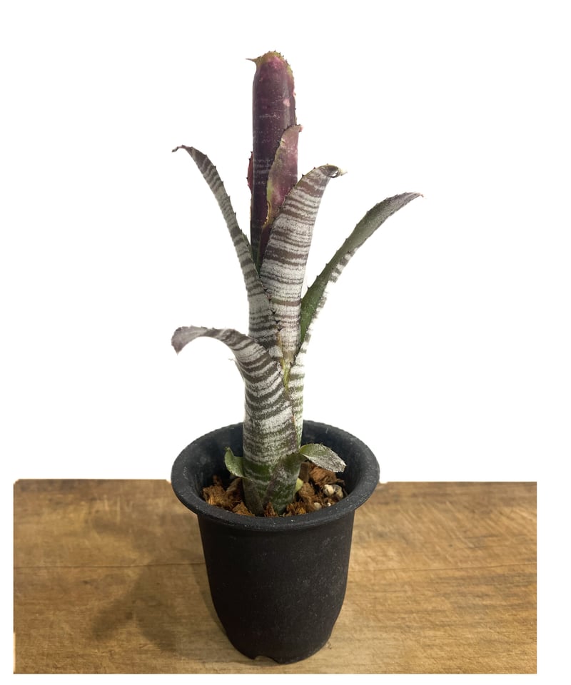 ブロメリア・エアープランツ Billbergia Kolan Chestnut Billbergia Kolan Apocalyptic x Kolan Crunch | P