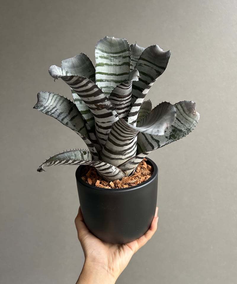 エクメア チャンティニー ブラック セレクト 「Aechmea chantinii Black