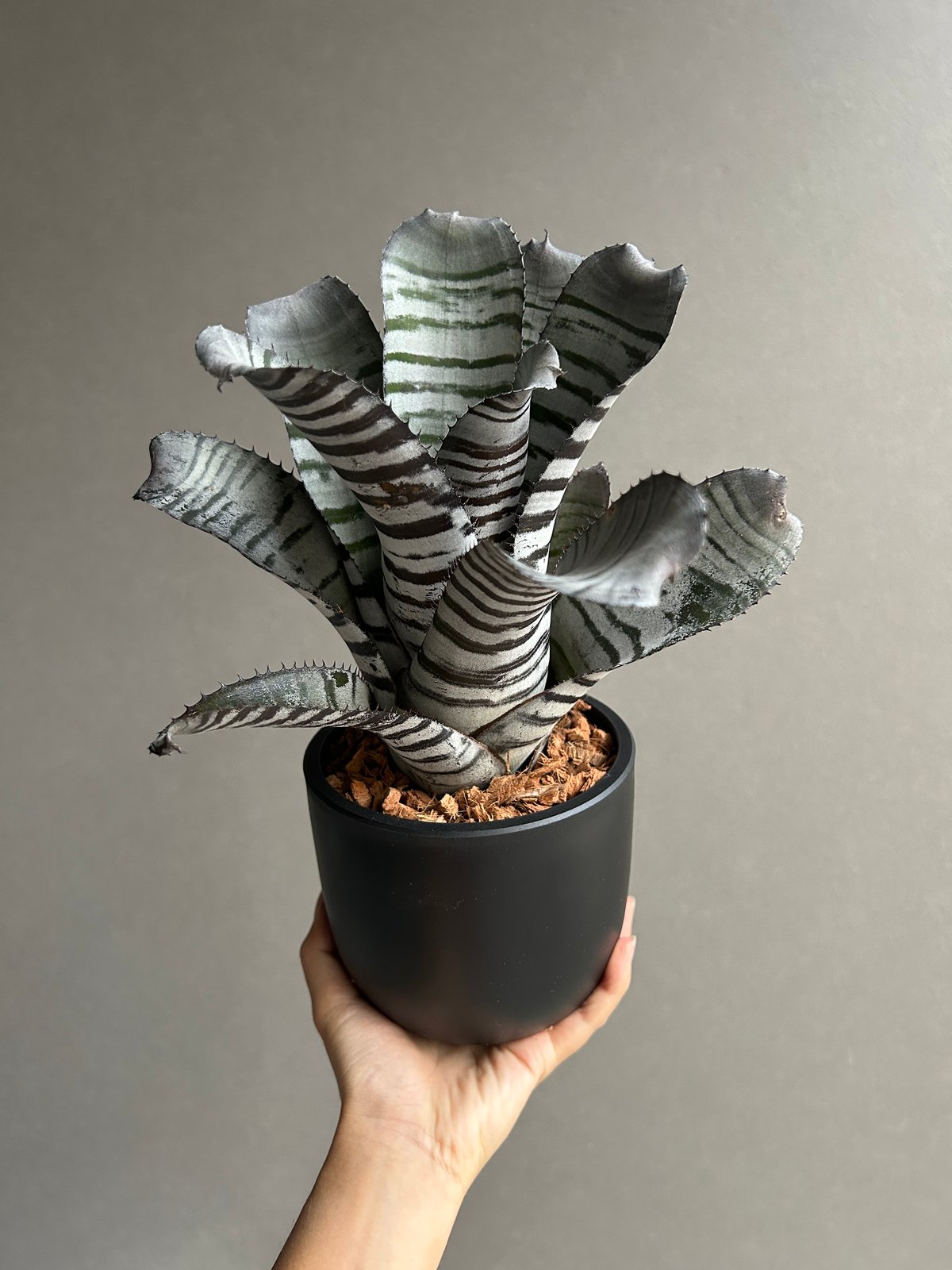 ブロメリア・エアープランツ Aechmea Black select ブロメリア・エアープランツ Aechmea Black select エクメア