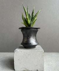 ドラセナ キュンティ「Dracaena concinne Kuhnty 」99J | SHOU