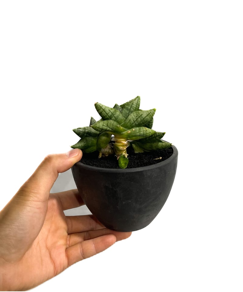 サンセベリア ボンセレンシス ミニ (by アディサック) 「Sansevieria