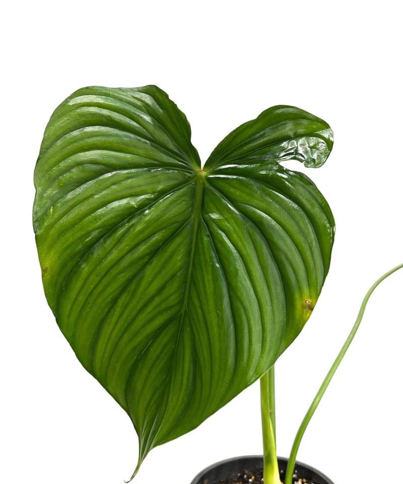 フィロデンドロン ペルタツム 「Philodendron peltatum」83I | SHO
