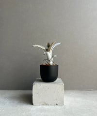 ビカクシダ ベイチー アーバン リバー (子株) by Stem Fern 「 Platyce