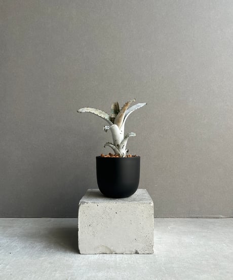 CATEGORY タンクブロメリア | SHOUCHIKUEN