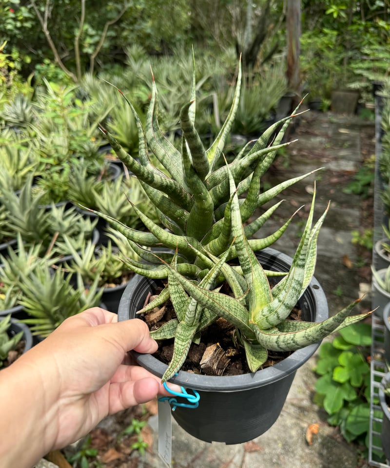 サンセベリア アポロ 「Sansevieria Apollo (from Unyamanee