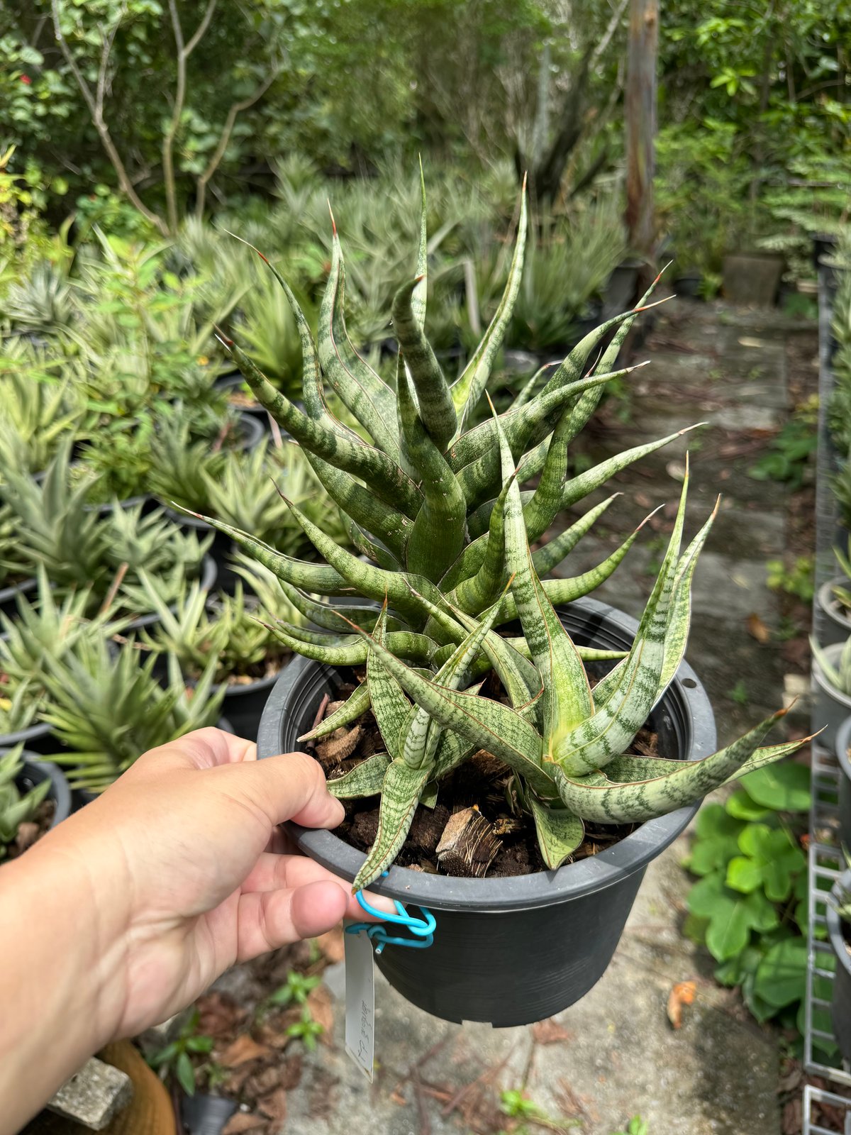 サンセベリア アポロ 「Sansevieria Apollo (from Unyamanee