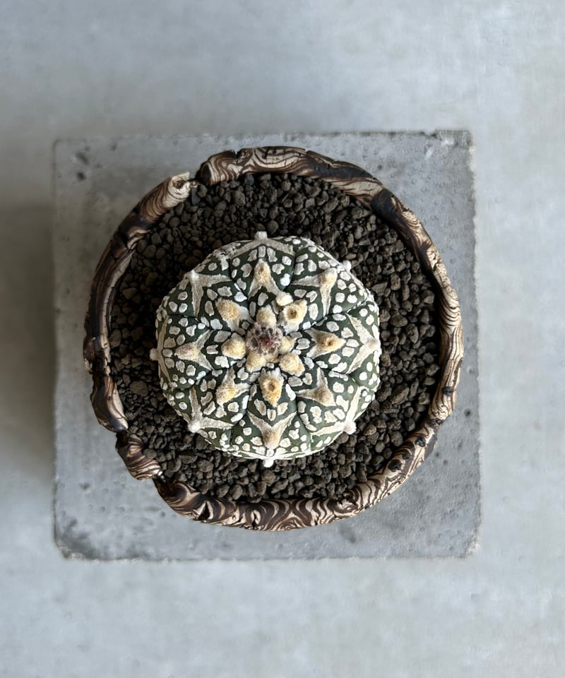 アストロフィツム 兜 Vタイプ (実生苗) + plantsmonsters pot「Astr