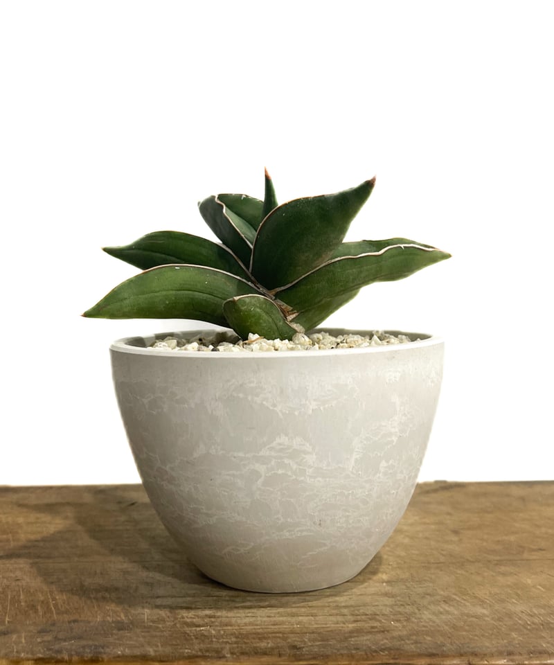 サンセベリア サムライドワーフ サンセベリア サムライ ドワーフ「Sansevieria samurai dwarf」81F-