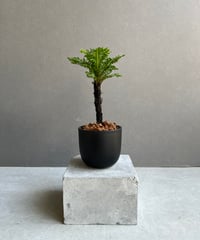 ビカクシダ ヤマタノオロチ