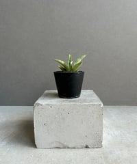 しろ　ビカクシダP. veitchii No Shield DwarfOC Yahoo!オークション - P. veitchii No Shield ビカクシダ