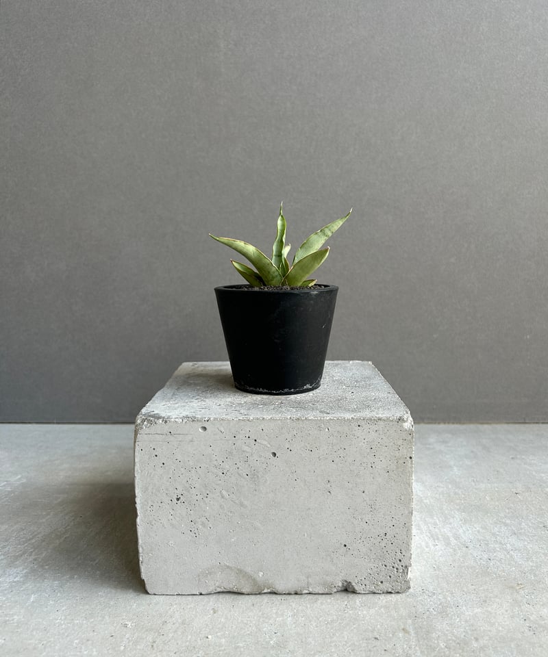 サンセベリア サイゴン 「Sansevieria Saigon (by Unyamanee