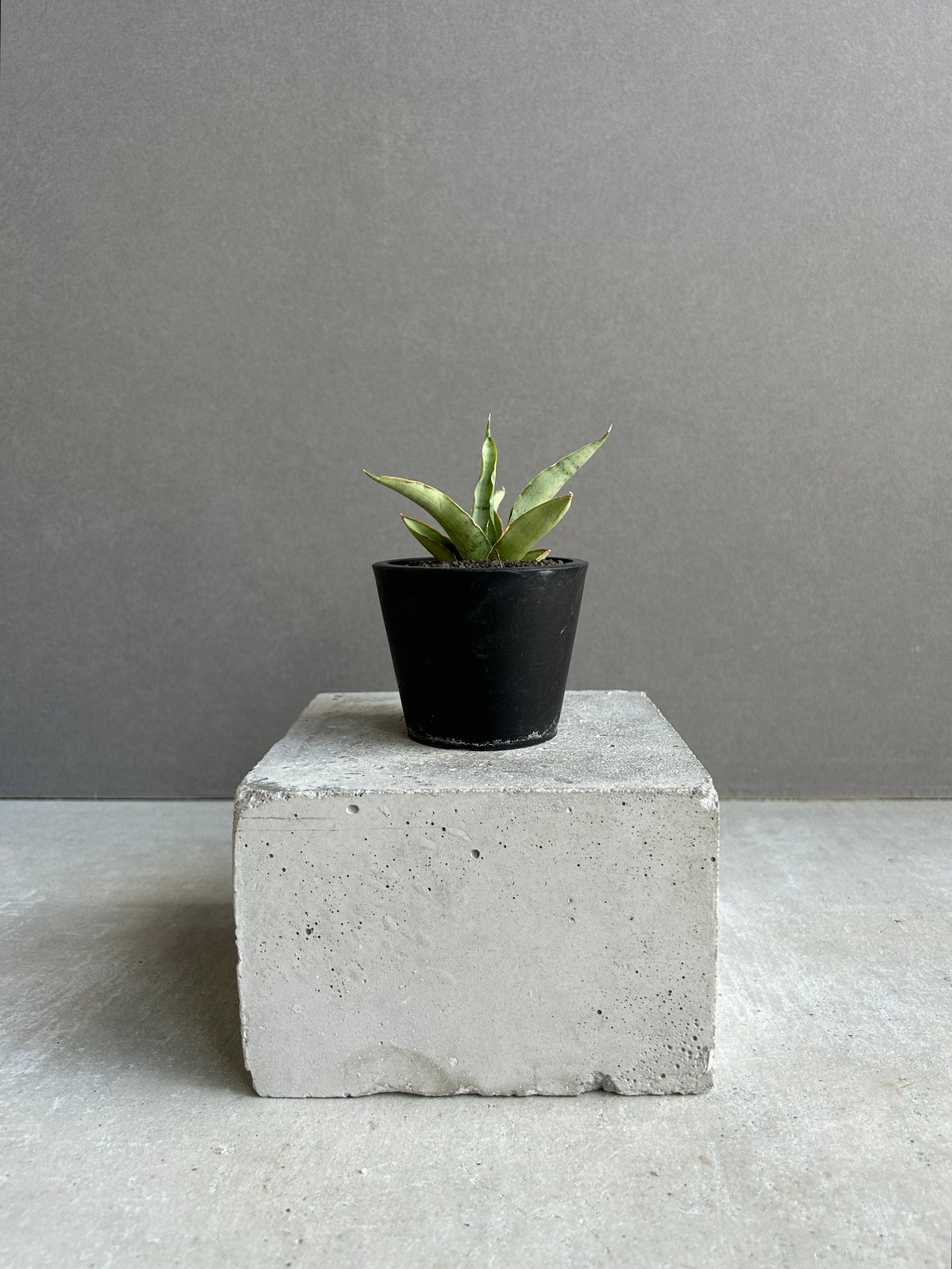 EMP サンセベリア Saigon サイゴン /最後の写真 イメージ SA354 サンセベリア サイゴン 「Sansevieria Saigon (by Unyamanee