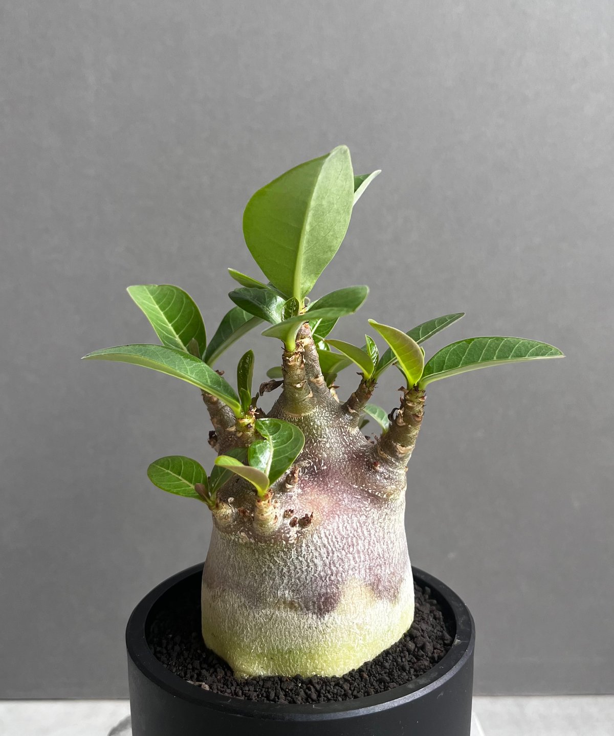 アデニウム アラビカム スーパー ドワーフ “ブラック” 「Adenium
