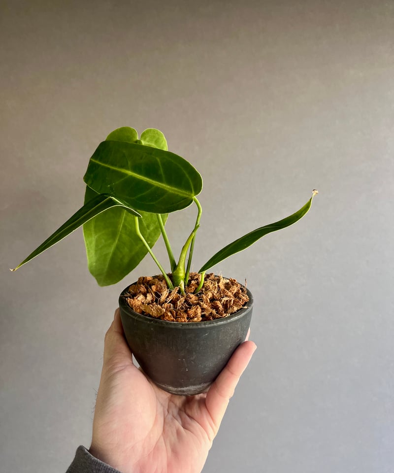 アンスリウム ワロクアナム ダーク&ナロー フォーム 「Anthurium