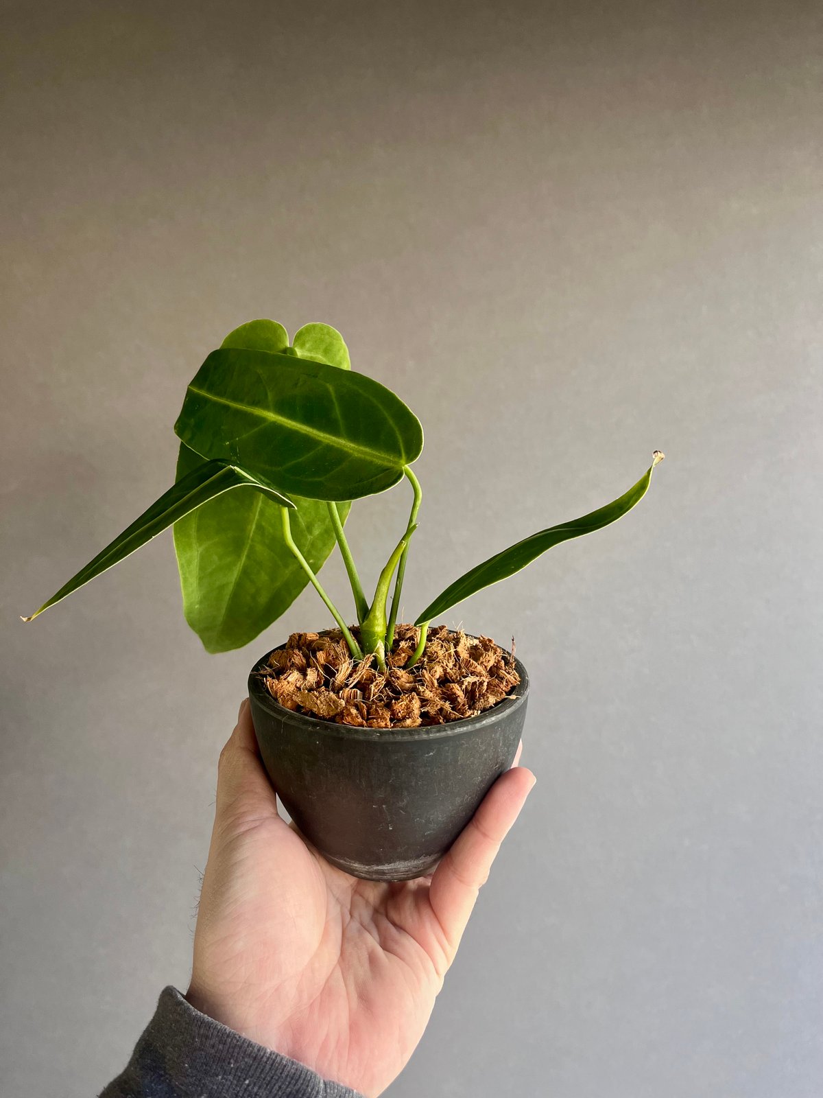 アンスリウム ワロクアナム ダーク&ナロー フォーム 「Anthurium