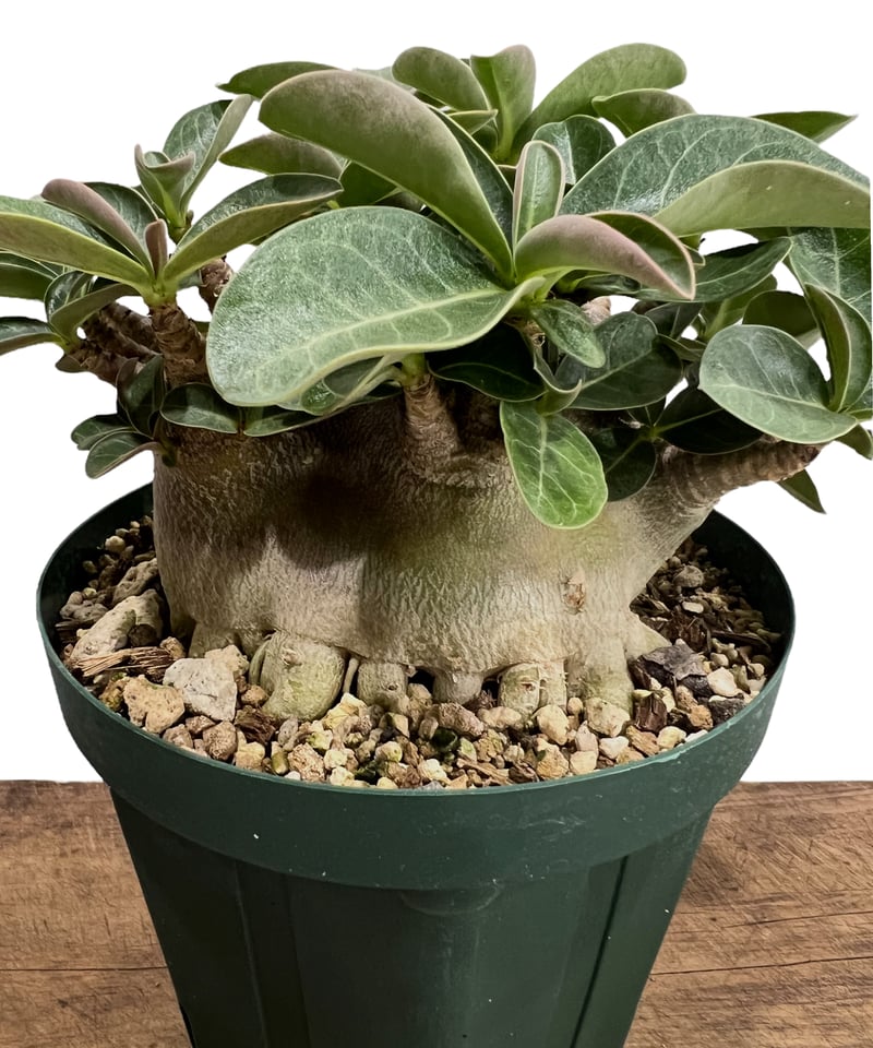 アデニウム アラビカム スーパー ドワーフ タイプ 「Adenium arabicum