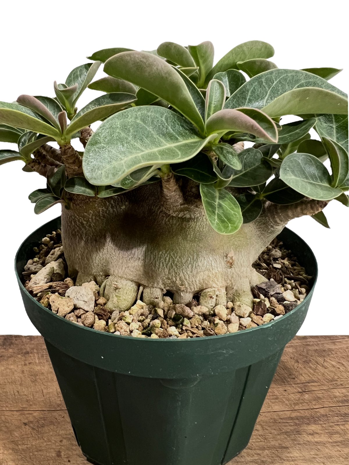 アデニウム アラビカム スーパー ドワーフ タイプ 「Adenium arabicum
