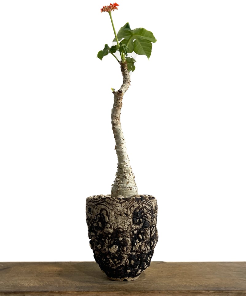 ヤトロファ sp. グアテマラ+pmp 「 jatropha sp. Guatemala」5 ヤトロファ sp. グアテマラ+pmp 「 jatropha sp. Guatemala」5