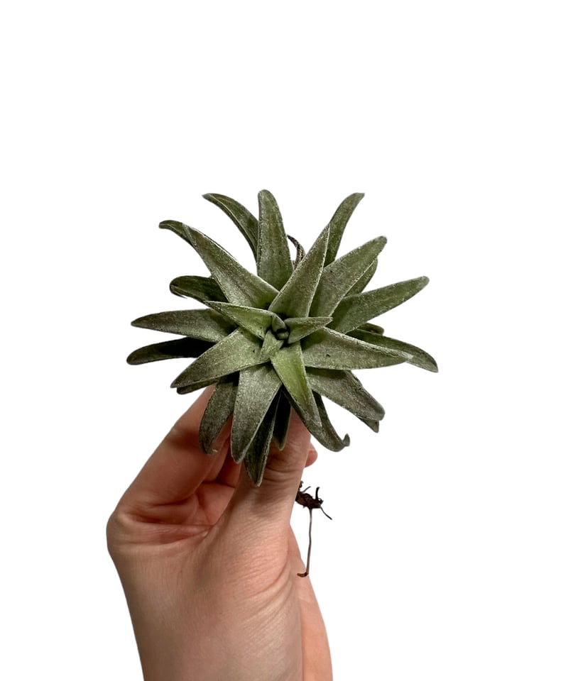 ティランジア バンハイニンギー 'ジャンボ' 「Tillandsia vanhyningii'