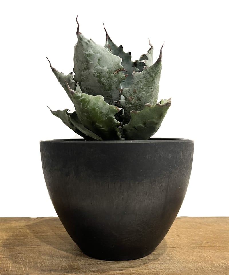 アガベ コロラータ「Agave colorata」2/3-24 | SHOUCHIKUEN