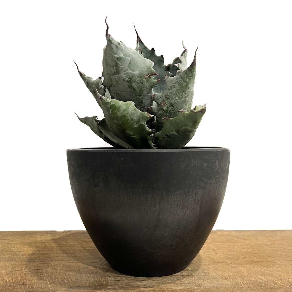 アガベ コロラータ「Agave colorata」2/3-24 | SHOUCHIKUEN