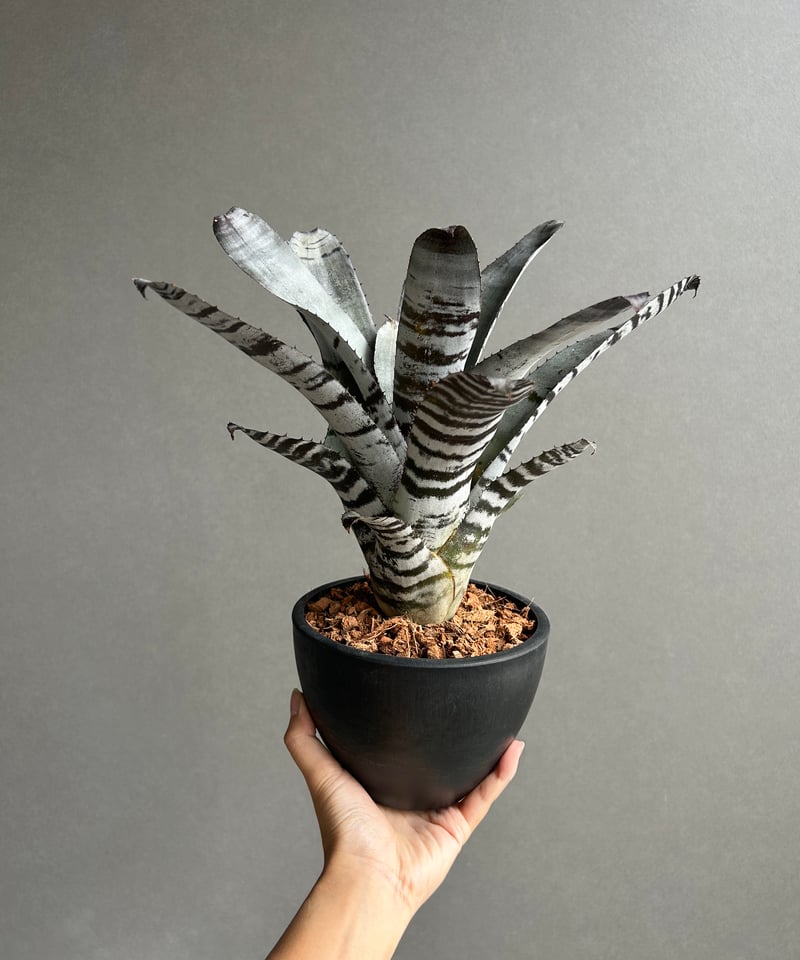 エクメア チャンティニー ブラック セレクト 「Aechmea