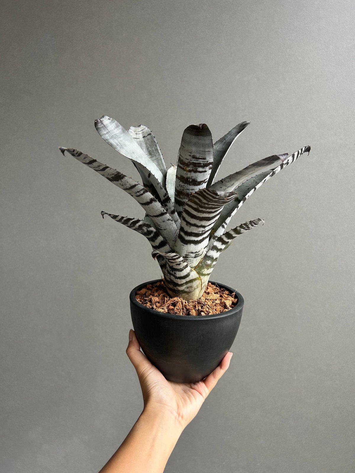 エクメア チャンティニー ブラック セレクト 「Aechmea chantinii Black