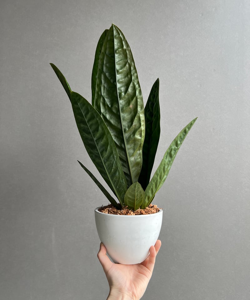 アンスリウム スパーバム 「Anthurium superbum」11Y | SHOUCHIKUEN