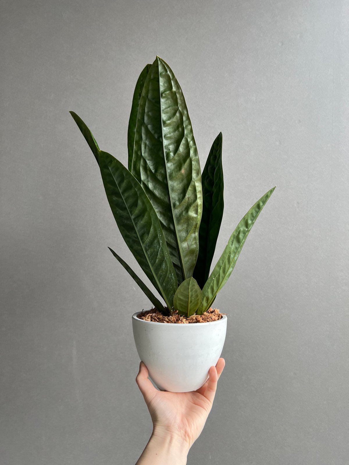 アンスリウム スパーバム 「Anthurium superbum」11Y | SHOUCHIKUEN