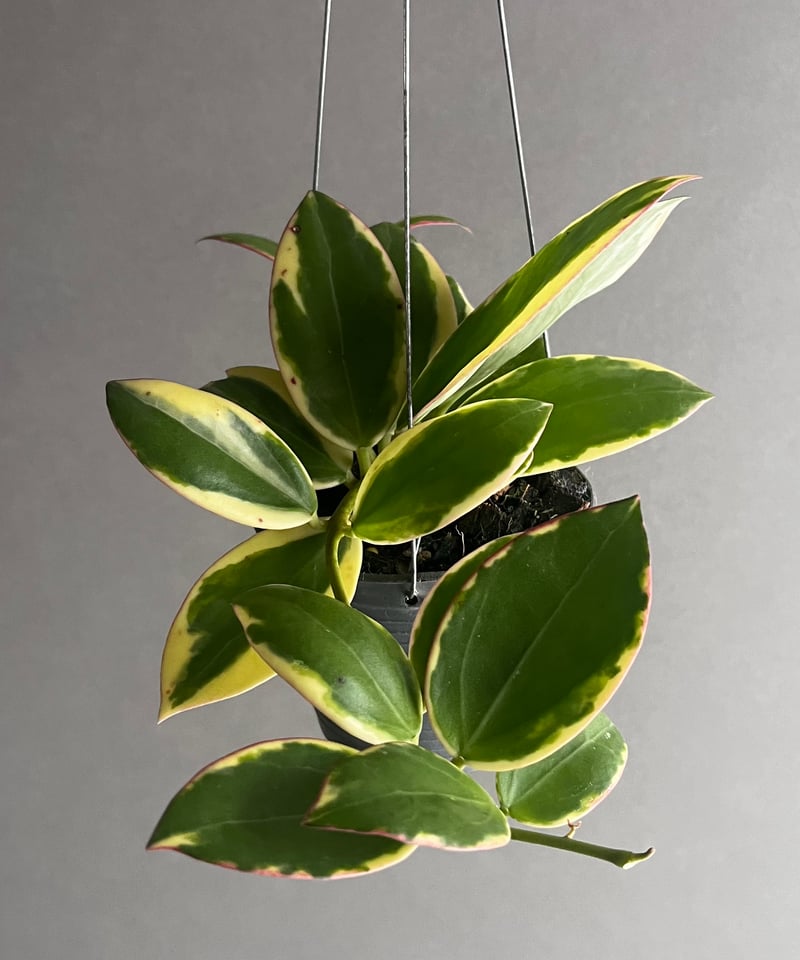 ご予約品 Hoya para 'Albomarginata' 【公式通販】