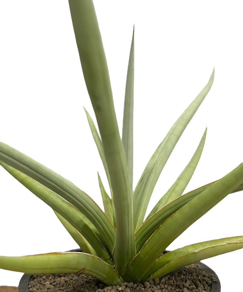 サンセベリア ダンシング ドラゴン 「Sansevieria Dancing サンセベリア ダンシング ドラゴン 「Sansevieria Dancing