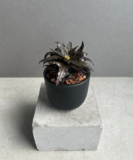 超希少　斑入りオヒルギ 4580590168770.jpg