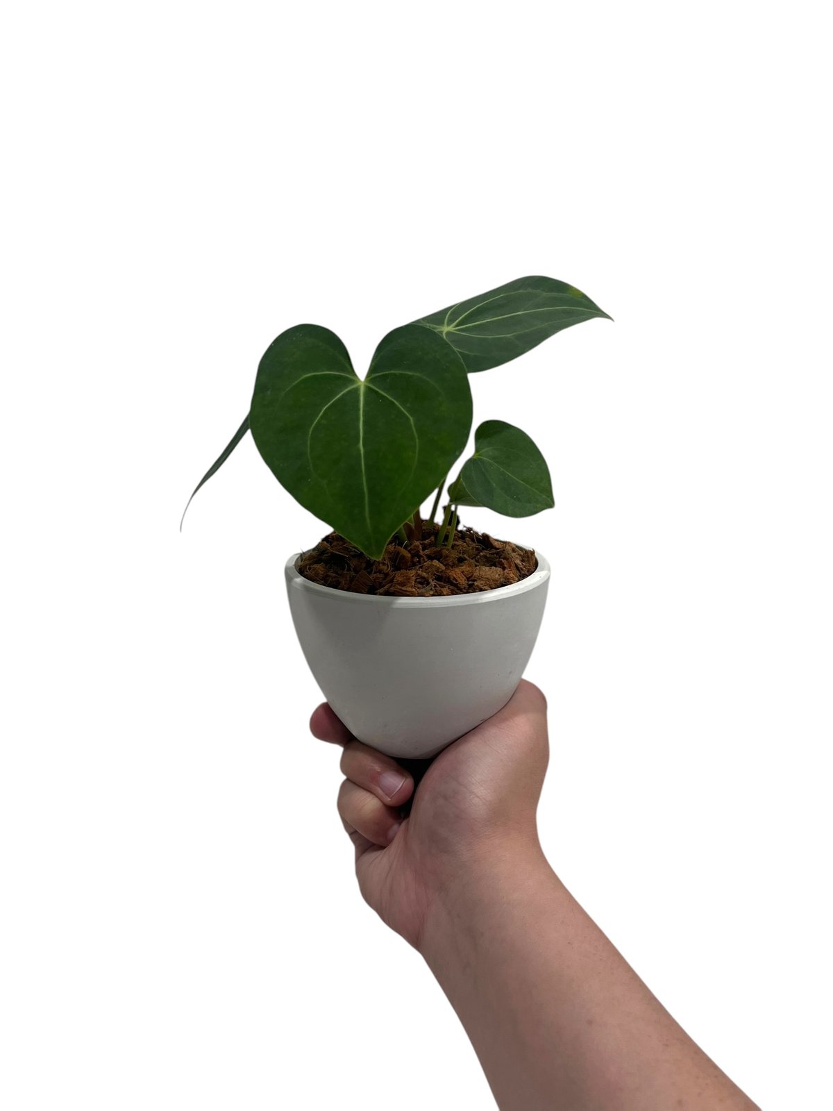 anthurium pulverulentum アンスリウム原種　養生済 anthurium pulverulentum アンスリウム原種 養生済 - メルカリ