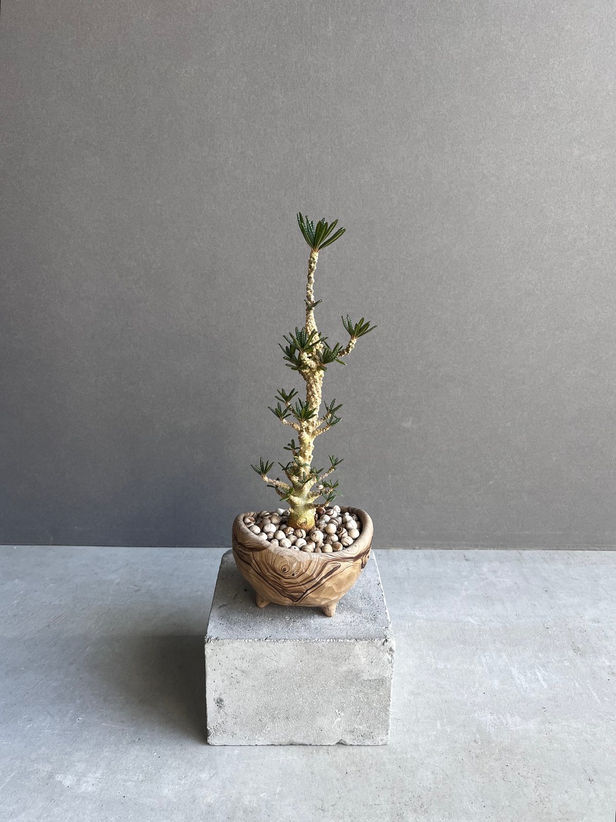 ドルステニア ギガス ブラータ+ plantsmonsters pot 「Dorstenia