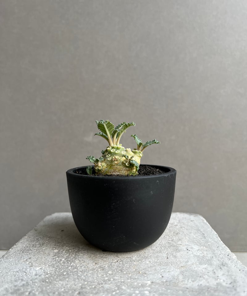 ドルステニア ラブラニー 実生苗 「Dorstenia lavrani seedling」15