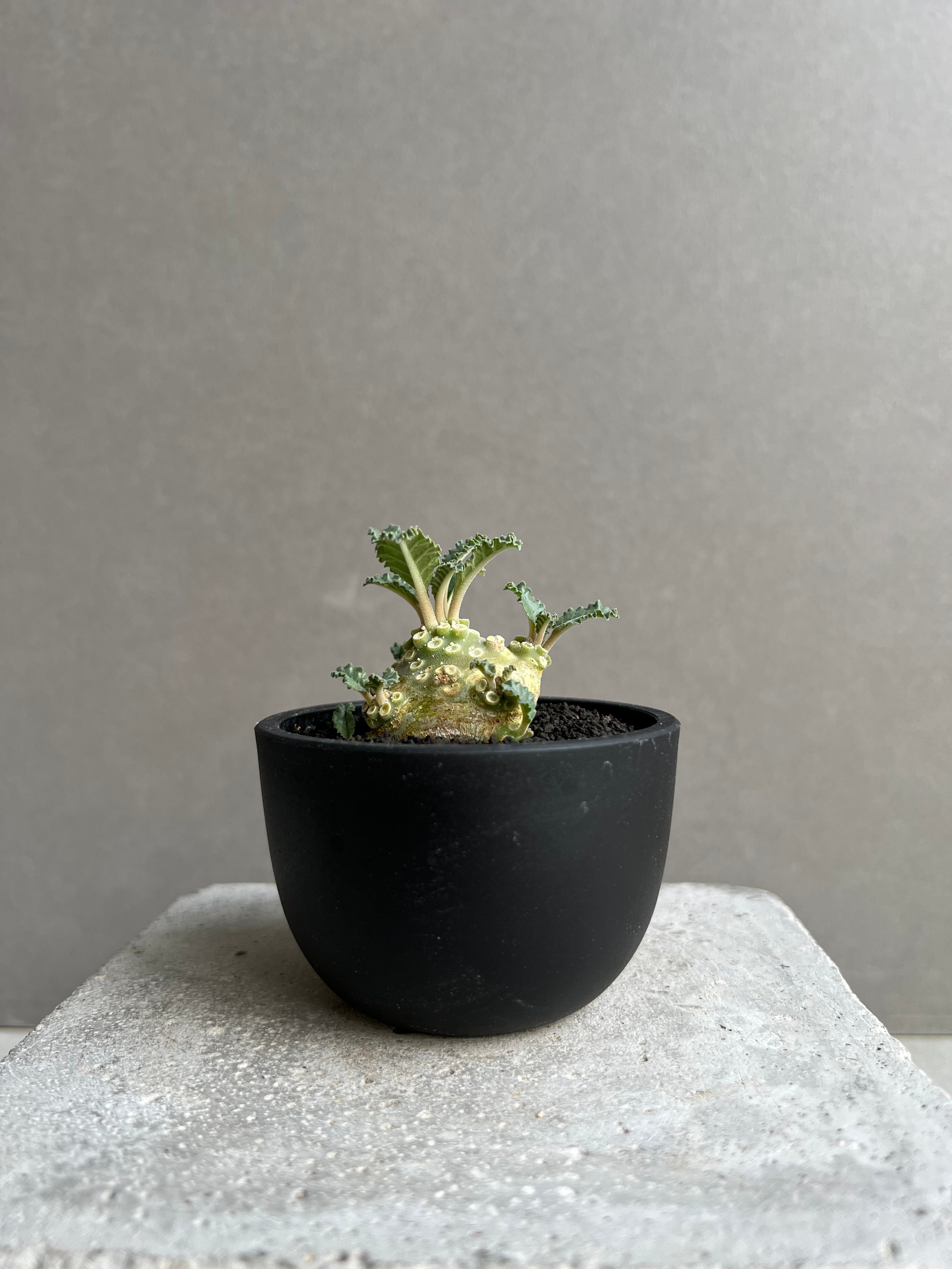 ドルステニア ラブラニー 実生苗 「Dorstenia lavrani seedling」15