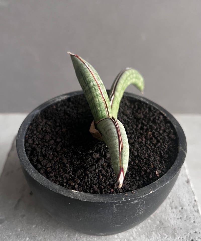 サンスベリア エイレンシス Sansevieria Eilensis C サンセベリア エイレンシス 「Sansevieria eilensis Lav.10178」7