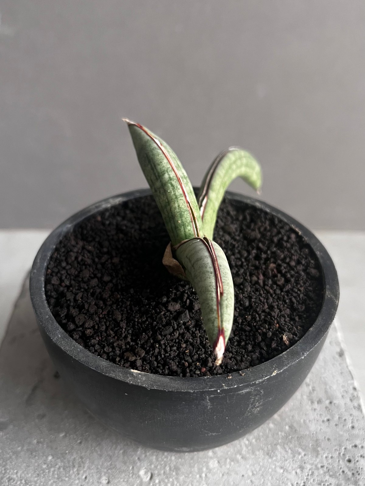 サンスベリア エイレンシス Sansevieria Eilensis a サンセベリア エイレンシス「Sansevieria eilensis Lav.10178」3/