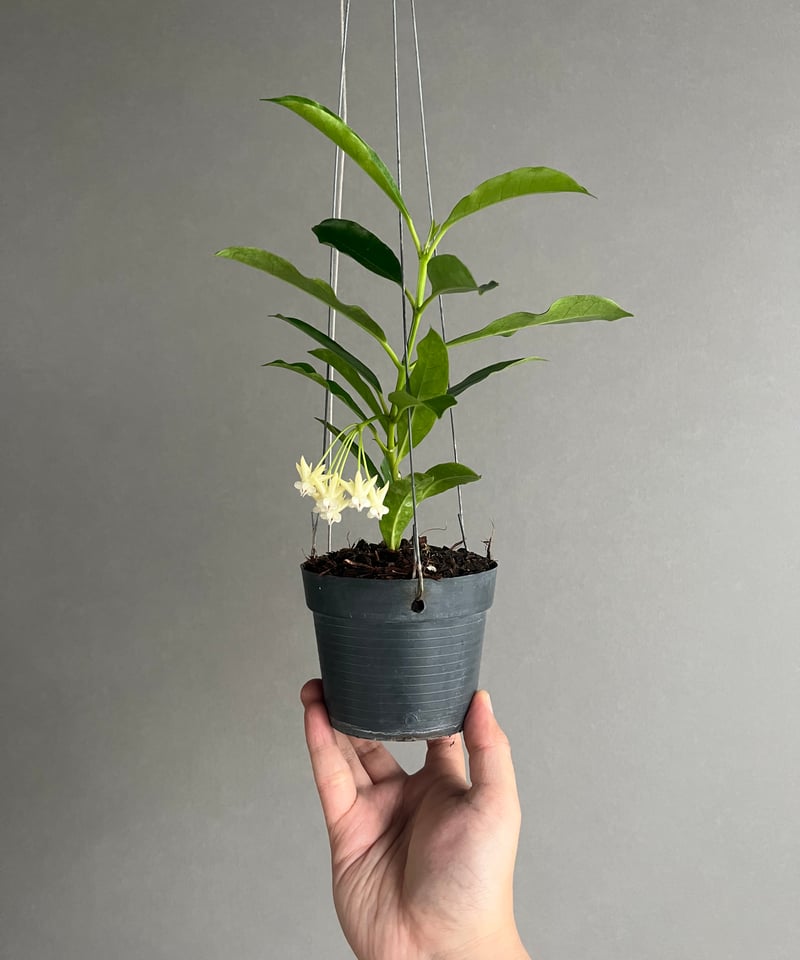 ホヤ ロッキー イエロー フラワー 「Hoya lockii Yellow Flower」69