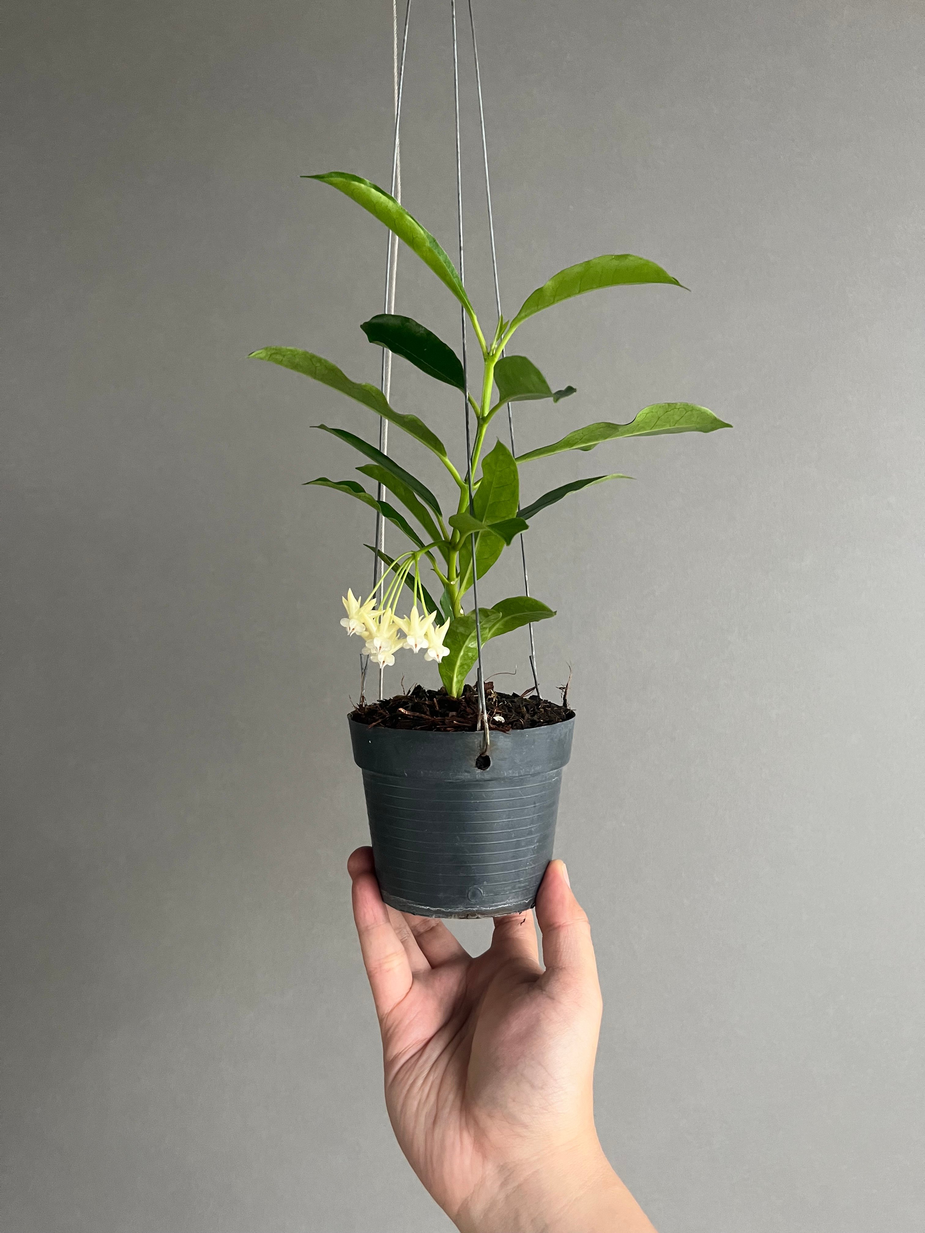 ホヤ ロッキー イエロー フラワー 「Hoya lockii Yellow Flower」69