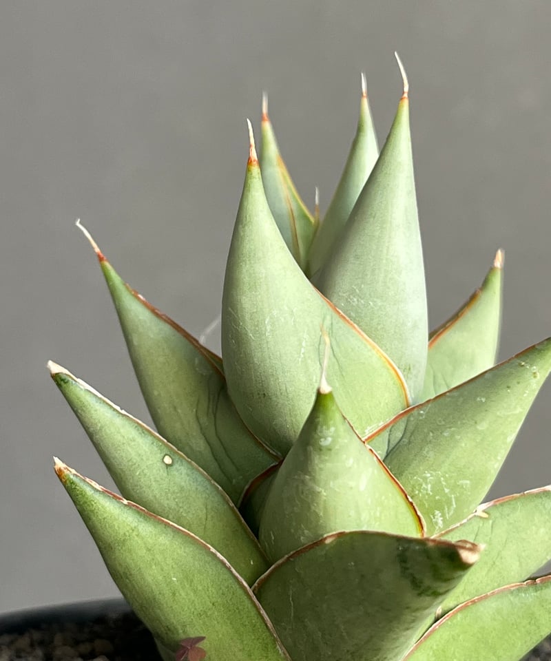 サンセベリア サイクロン 「Sansevieria Cyclone (from Unyaman