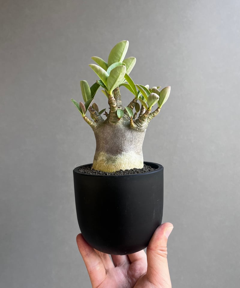アデニウム アラビカム スーパー ドワーフ “ブラック” 「Adenium