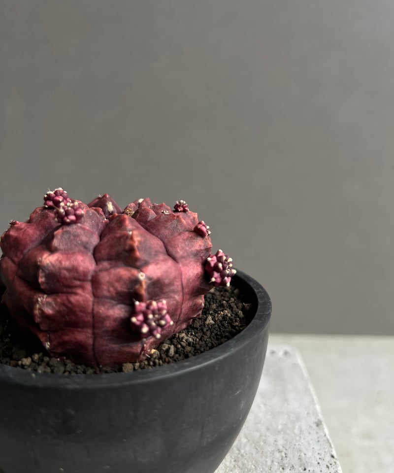 ギムノカリキウム　LBハイブリッド　実生 ギムノカリキウム デイドリーム (実生苗) 「Gymnocalycium cv. Day